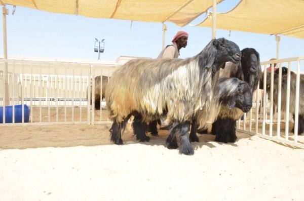 مهرجان حلال قطر 2015 (الجزء الرابع ) شوط الفحول وشوط الانتاج (5) رؤوس